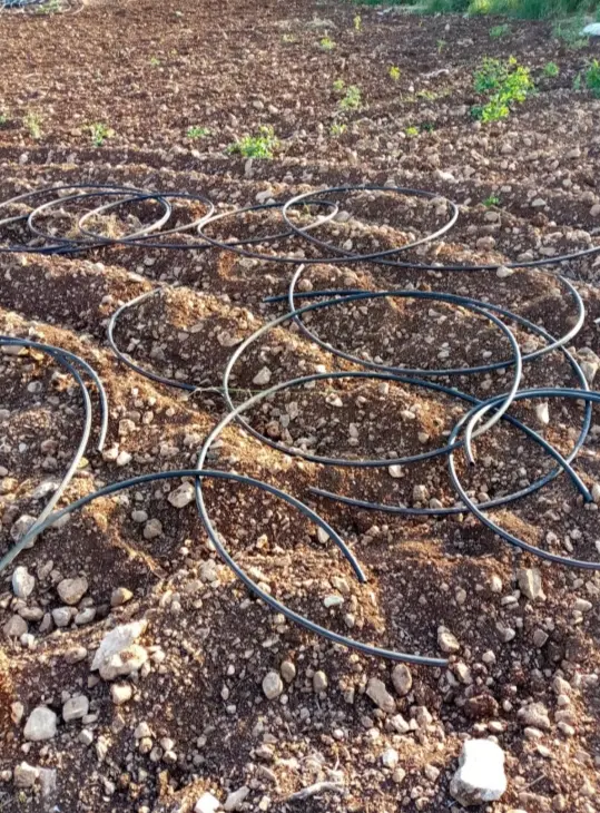 مستعمرون يقتلعون أشتال زيتون ويقطعون شبكة ري شرق طوباس